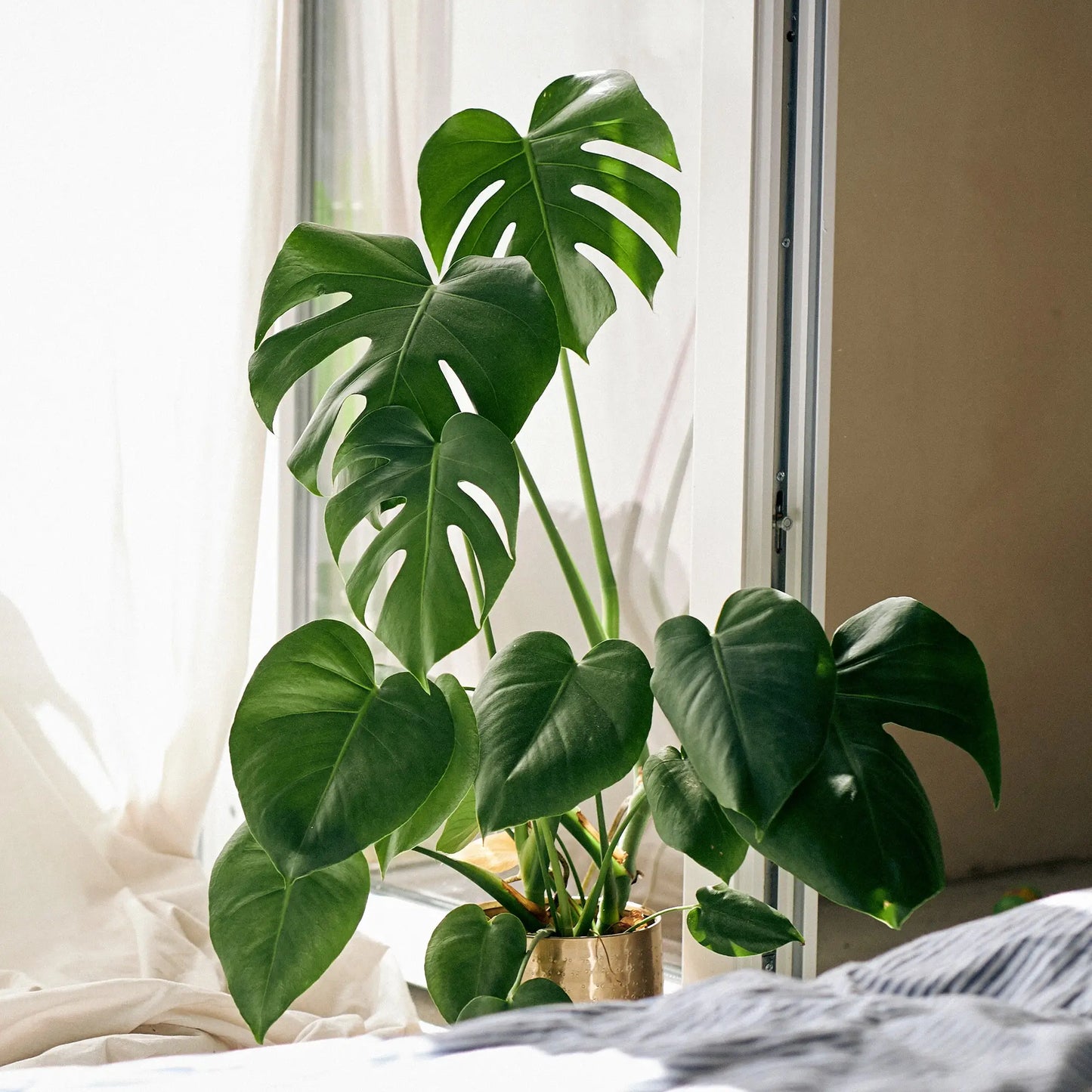 Monstera Fensterblatt im Schlafzimmer am Fenster
