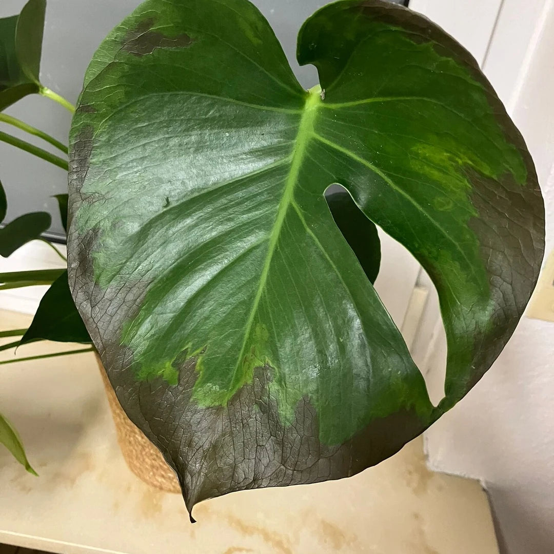 Monstera deliciosa Blatt mit dunklen, glasigen Blattverfärbungen durch Kälteschaden