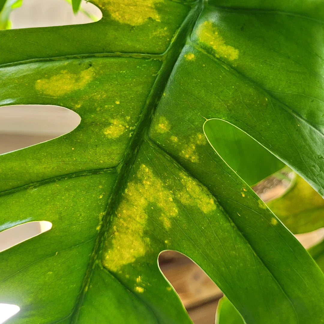 Monstera deliciosa mit feinen, hellen Sprenkeln und Verfärbungen durch Thripse-Befall