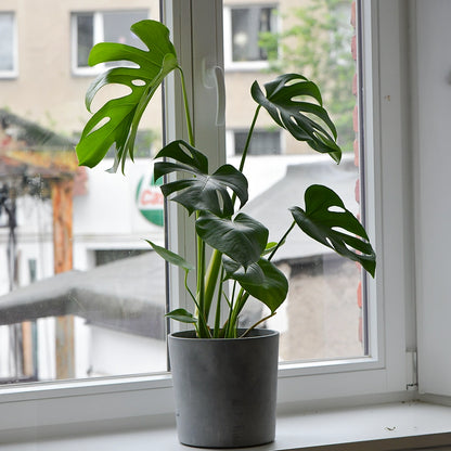 4er Box Einfach & Unkompliziert