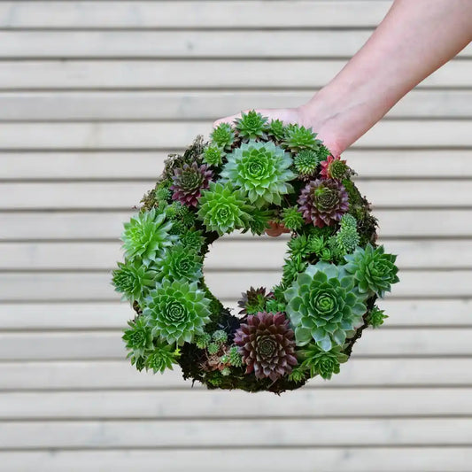 Sukkulentenkranz Ø 25cm