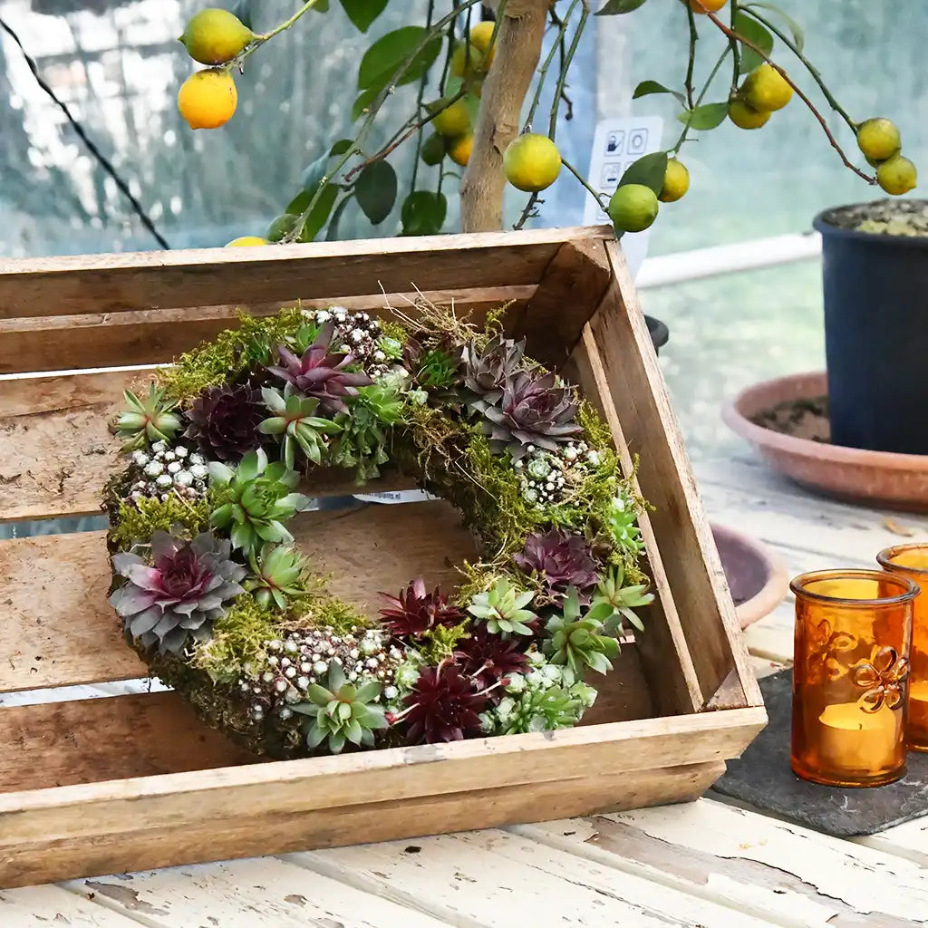 lebender Mooskranz mit Sukkulenten für den Balkon zum kaufen, Dekoration für den Tisch