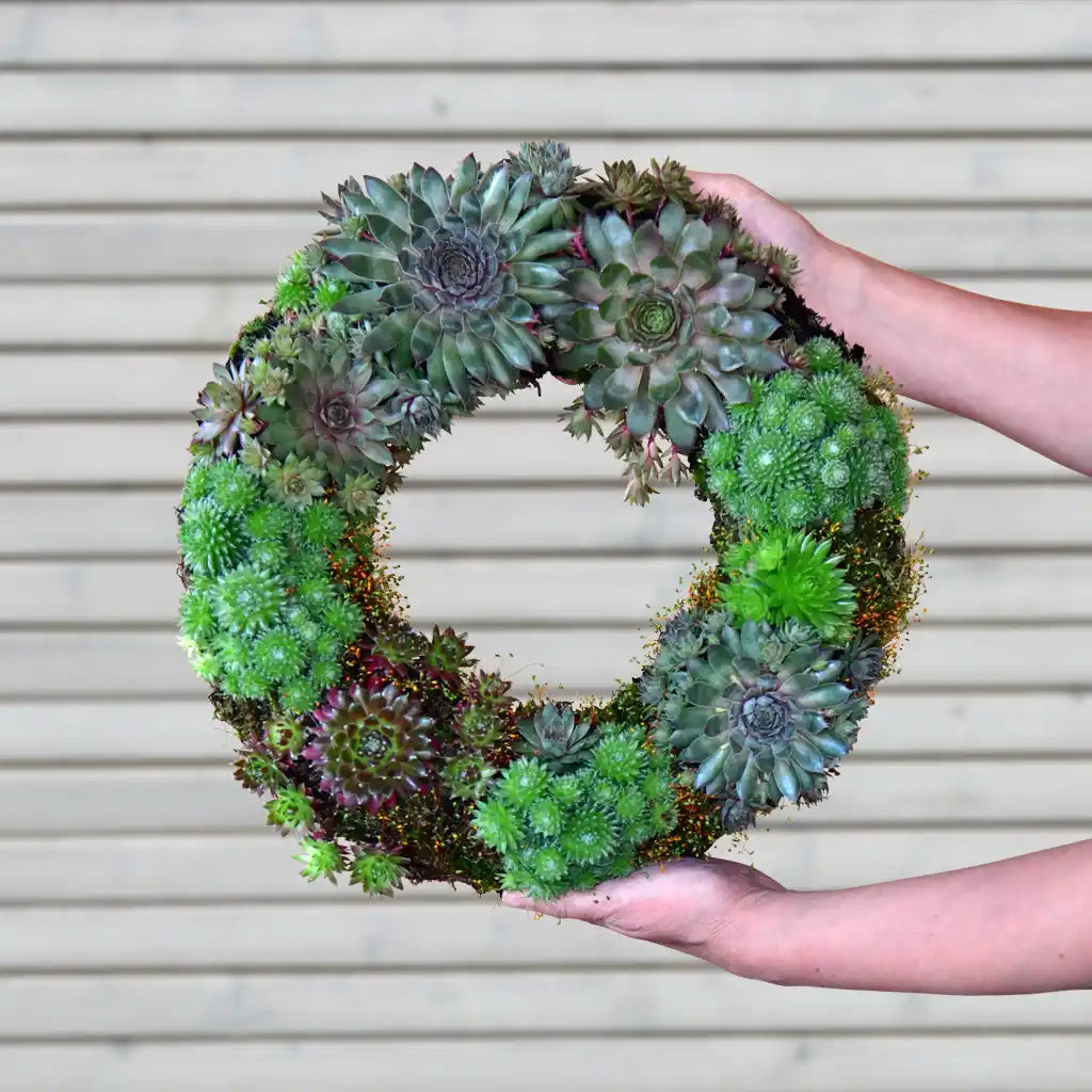 Sukkulentenkranz Ø 35cm