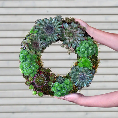 Sukkulentenkranz Ø 35cm