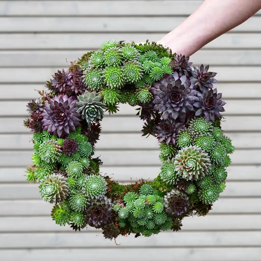 Sukkulentenkranz Ø 35cm