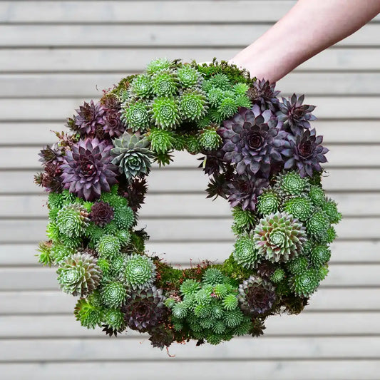 Sukkulentenkranz Ø 35cm