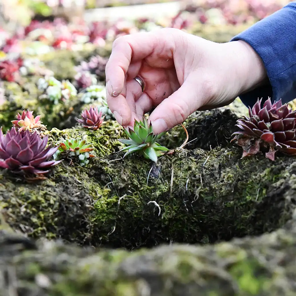 Mooskranz mit Sukkulenten bestücken, Pflanzen einsetzen, lebender Balkonkranz