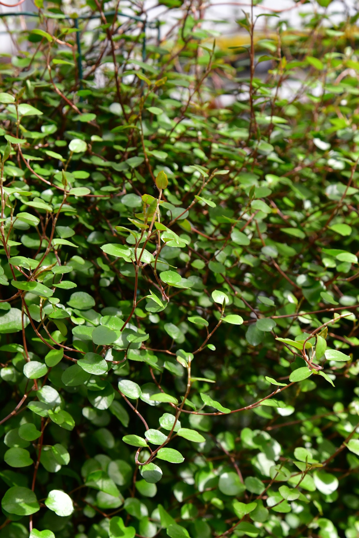 Große immergrüne Balkonsäule