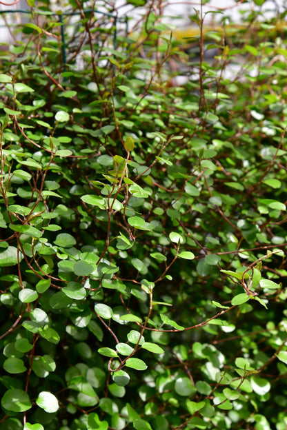 Große immergrüne Balkonsäule