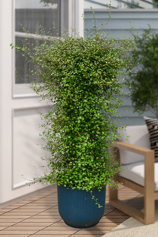 Große immergrüne Balkonsäule