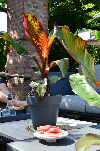 Maurelli´s Rote Bananenpflanze