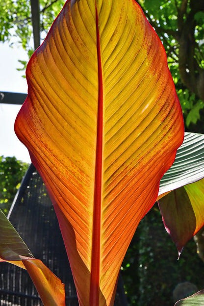 Maurelli´s Rote Bananenpflanze