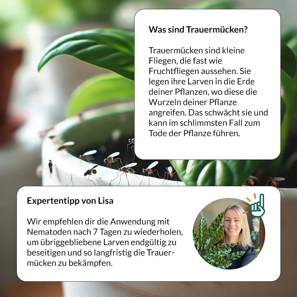 SF Nematoden gegen Trauermücken