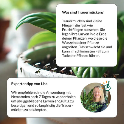 SF Nematoden gegen Trauermücken