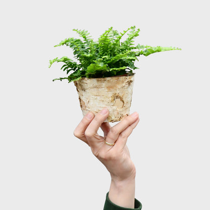 Mix & Match Tierfreundliche Babypflanzen