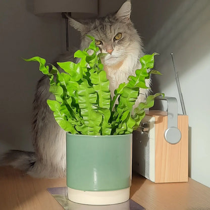 SPECIAL OFFER 4er Box Cat Smile + Katzengras