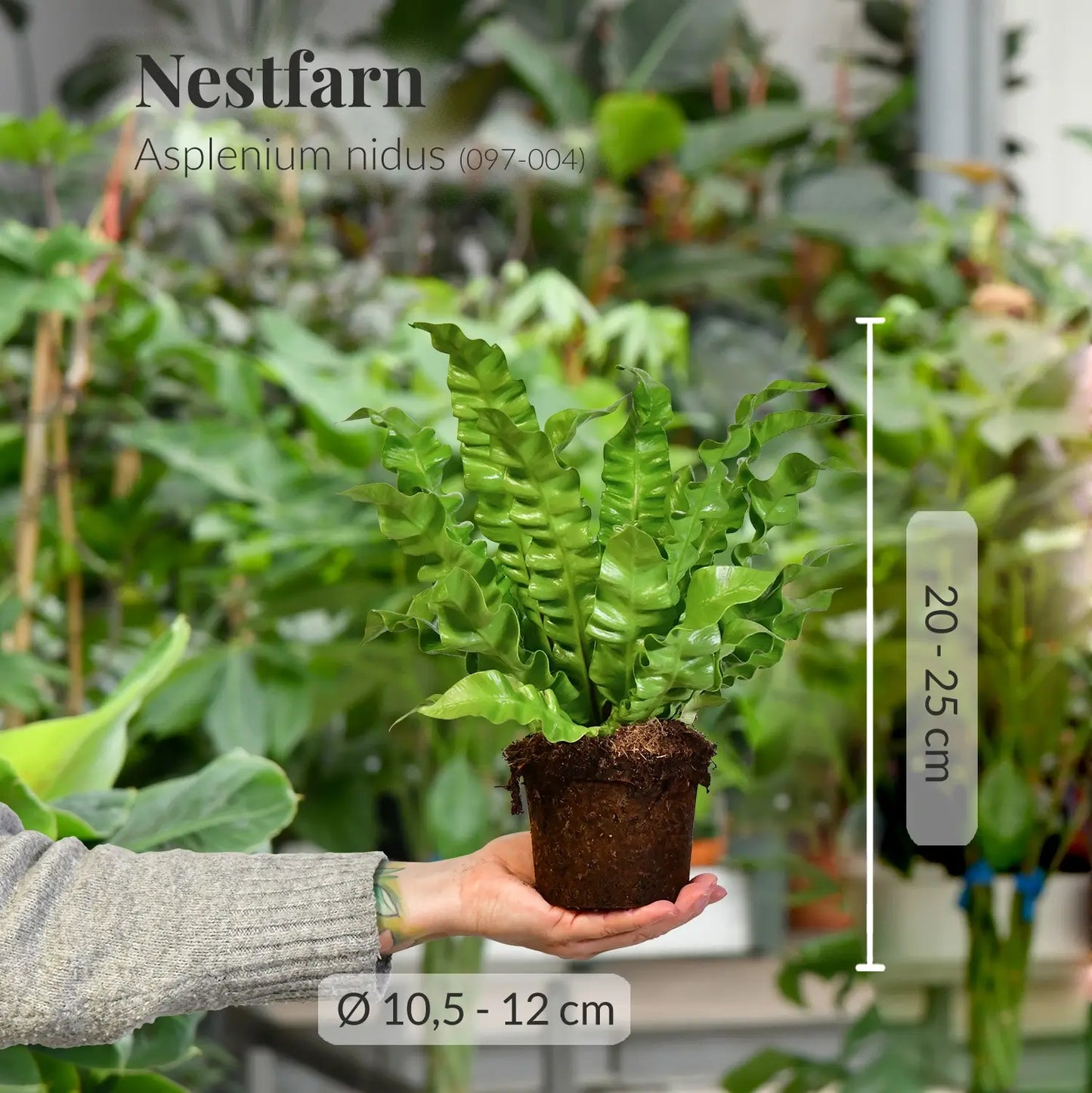 Frischer Asplenium nidus mit gesunden Wurzeln direkt beim Gärtner