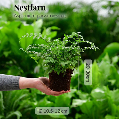 Frischer NEstfarn mit gesunden Wurzeln direkt beim Gärtner