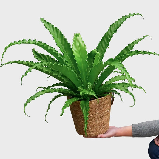 Nestfarn Osaka, tierfreundliche Zimmerpflanze frisch beim Gärtner kaufen