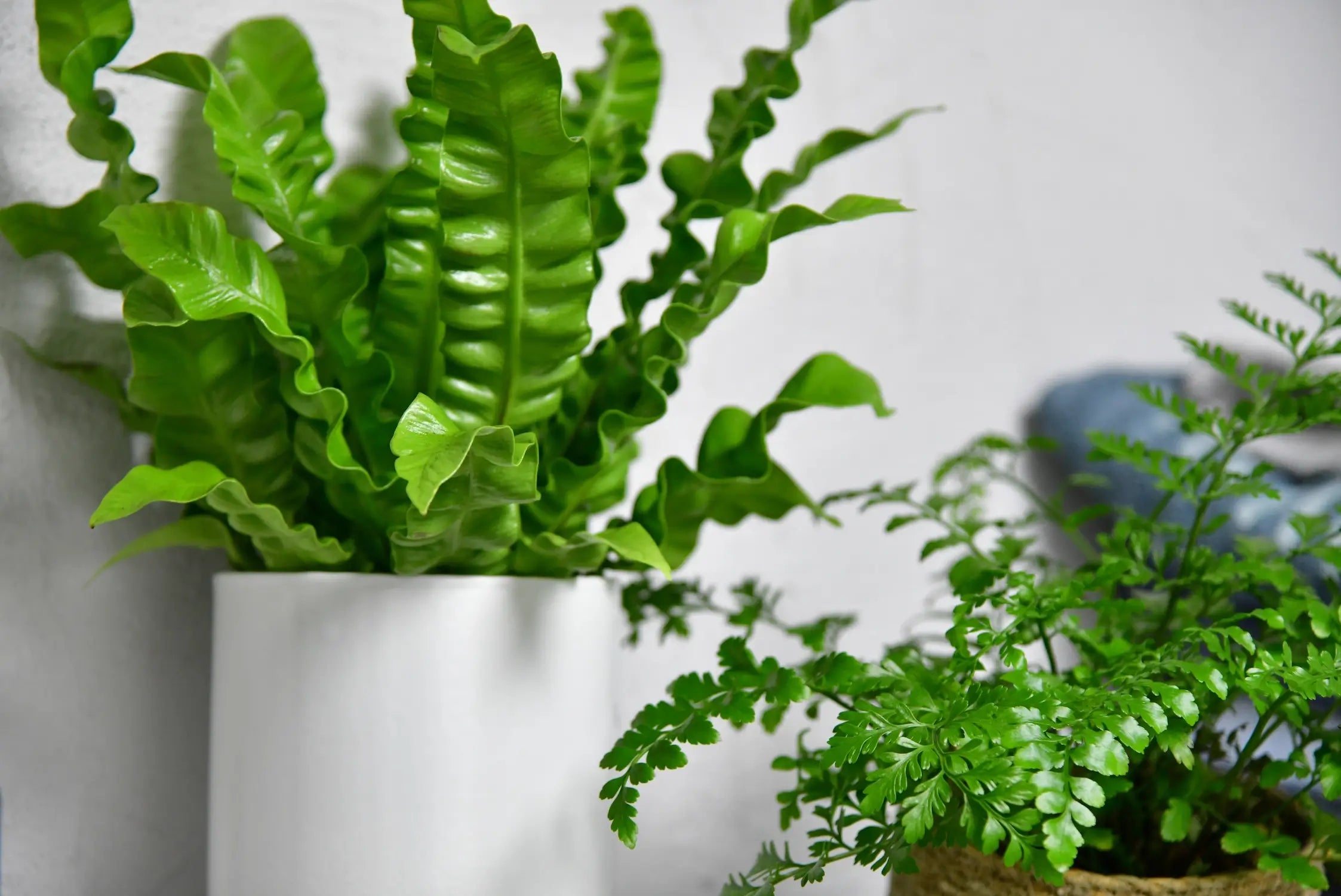 Nestfarne auf dem Regal im Badezimmer