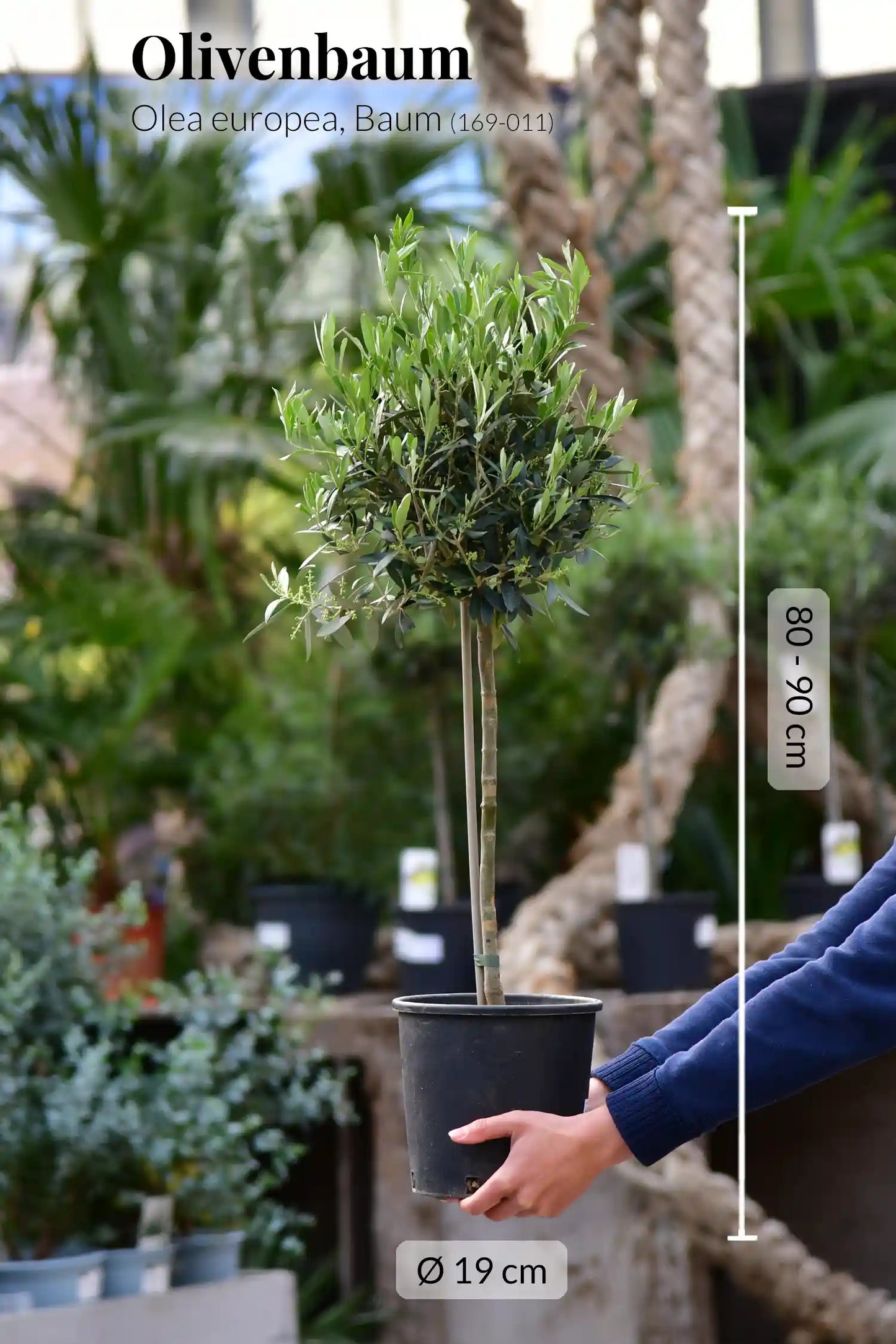 Palettenset 6er Olivenbaum Mix XL in Dayton