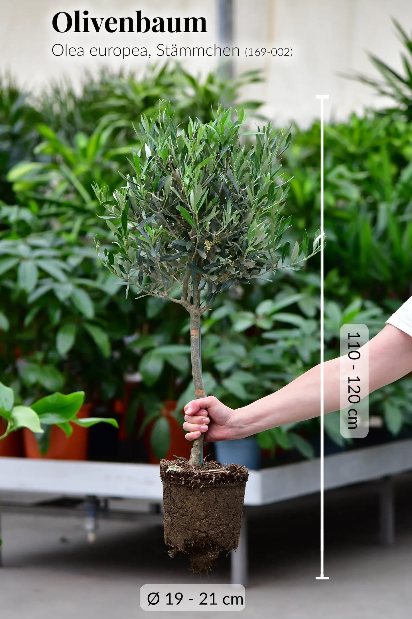 Olivenbaum mit gesunden Wurzeln direkt beim Gärtner