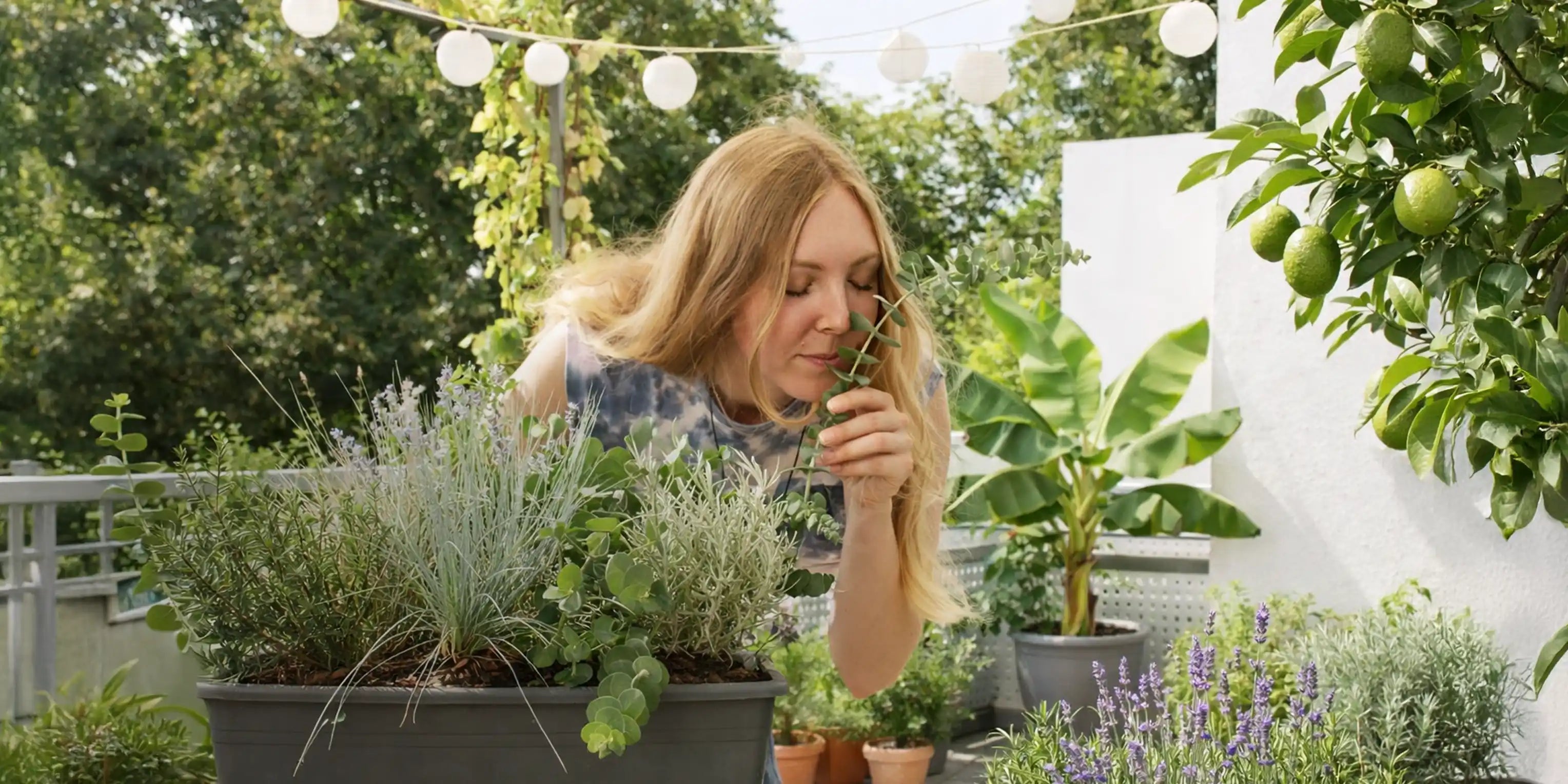 mediterrane Outdoor Pflanzen und Kräuter für Balkon oder Terasse