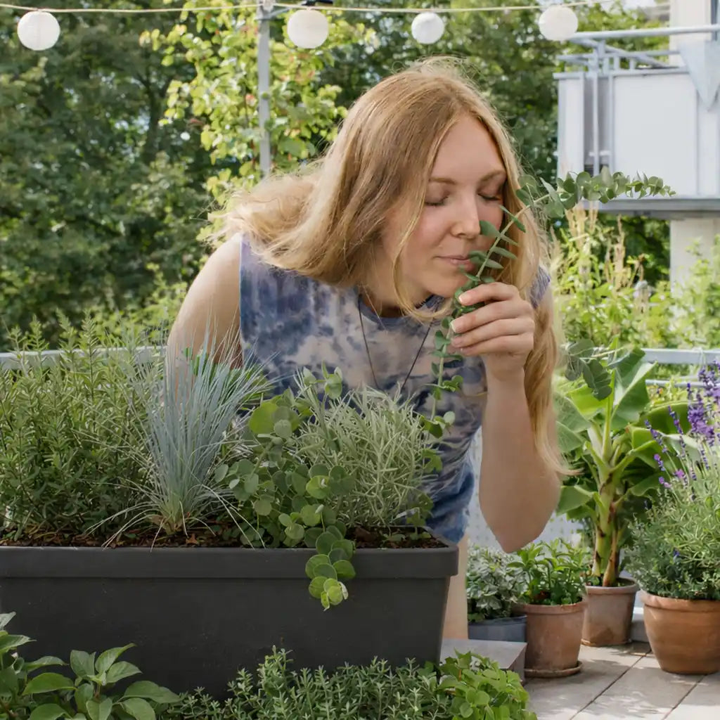 mediterrane Outdoor Pflanzen und Kräuter für Balkon oder Terasse