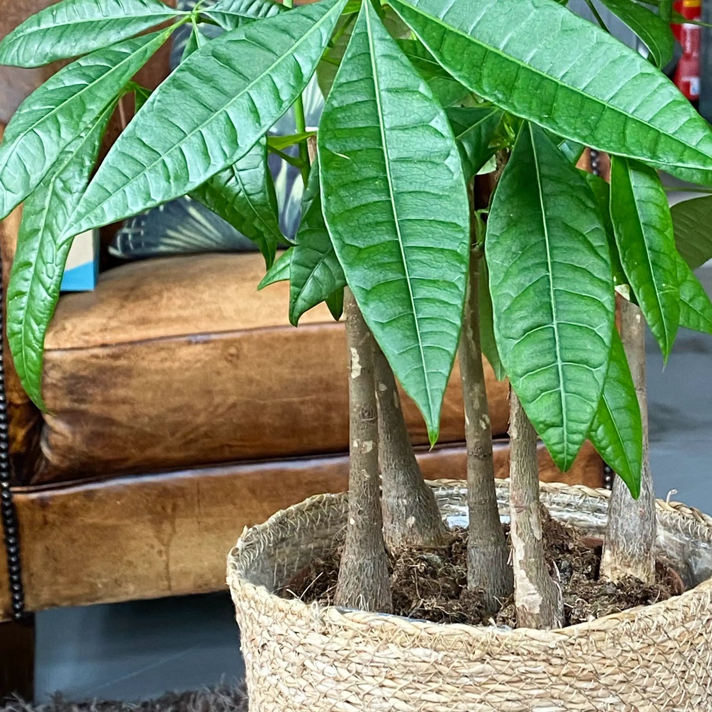 Glückskastanie mit mehreren Stämmen