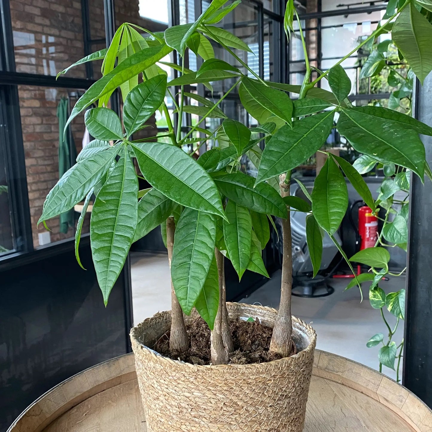 Mix & Match 6er Box Ungiftige Pflanzen