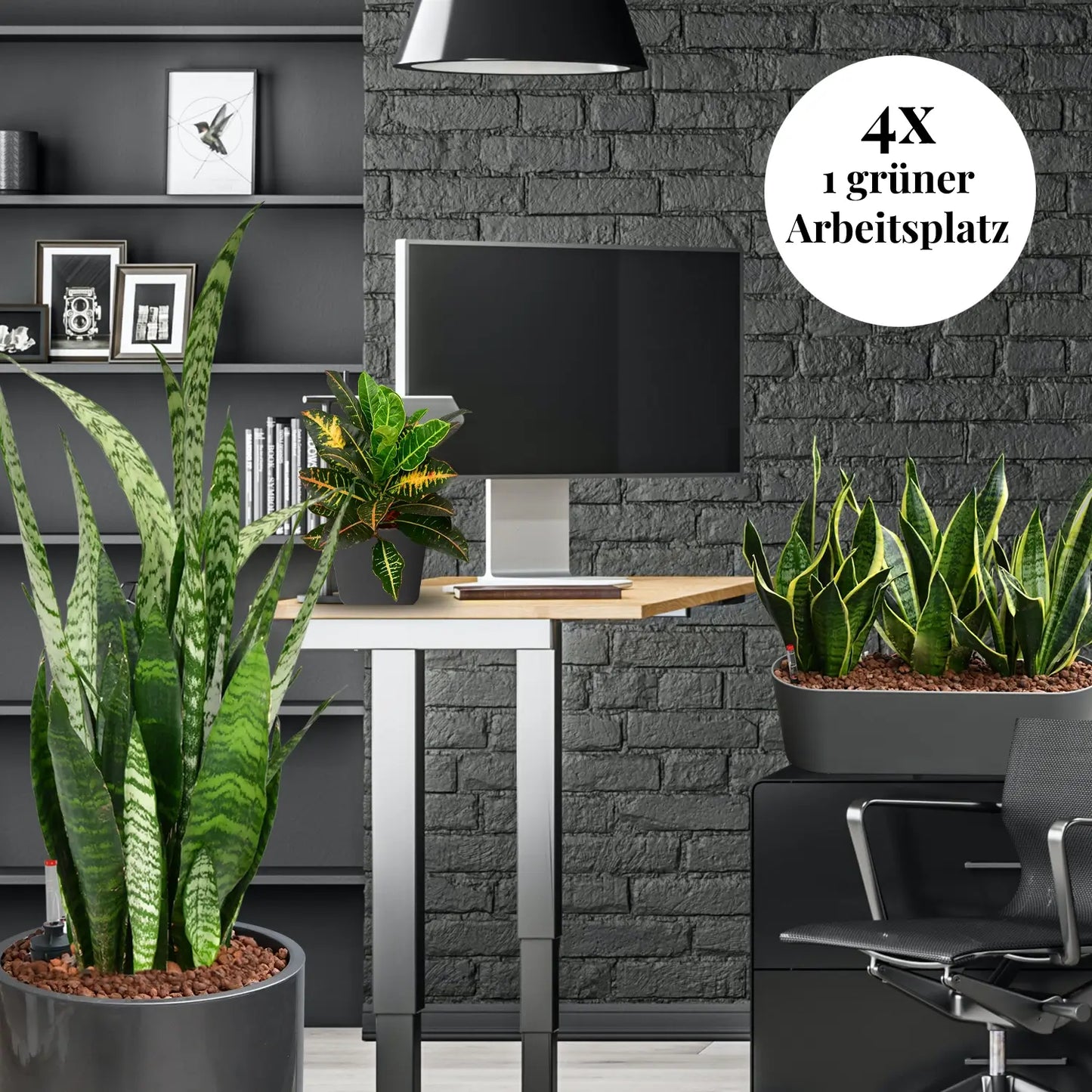 Palettenset InStyle: 16 Büropflanzen in Hydrokultur