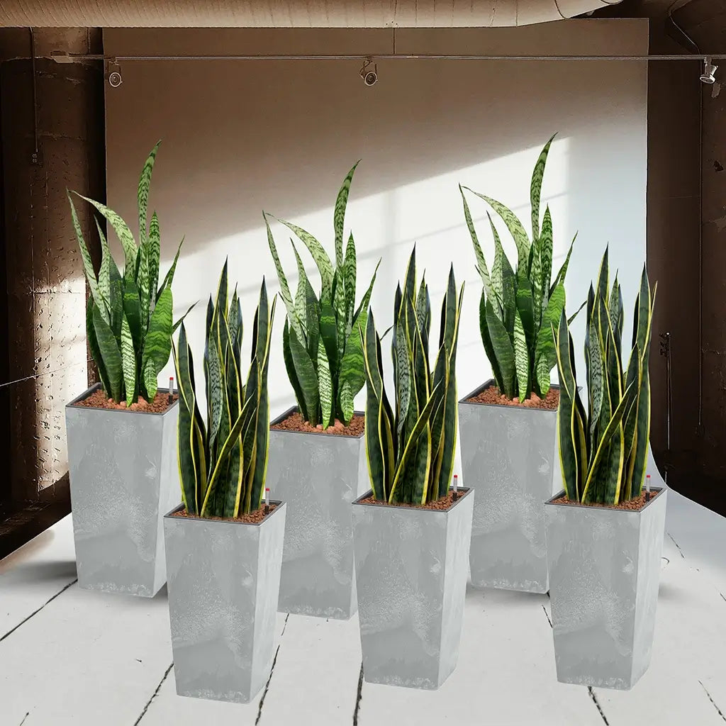 Sukkulenten 6er Box in Hydrokultur mit grauen Vasen in Betonoptik