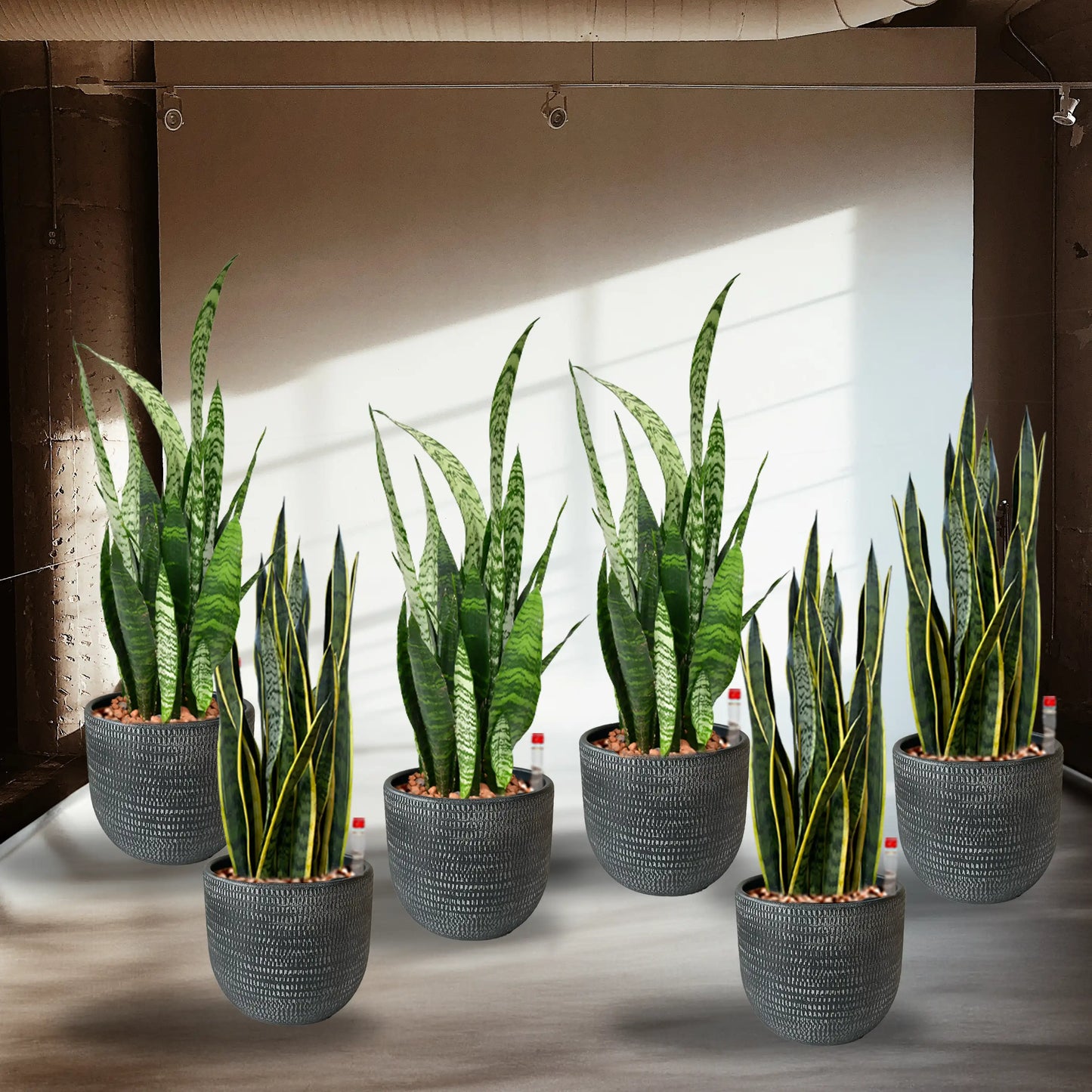 Palettenset InStyle-Keramik : 6XL Büropflanzen in Hydrokultur