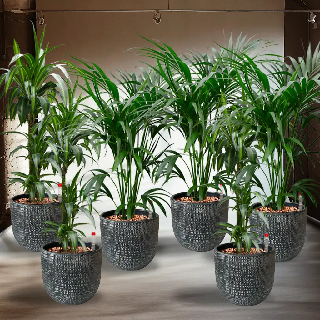 Palettenset Palmen-Keramik  6XL Büropflanzen in Hydrokultur