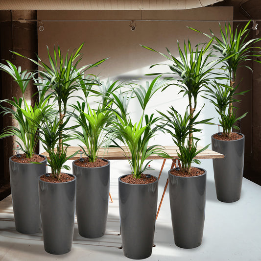 Palettenset 6XL Pflanzen Palmenfeeling - Hydrokultur Büropflanzen in hohen Vasen