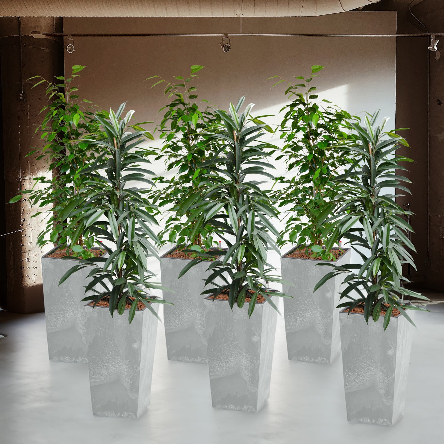 Palettenset Classico-Betonoptik: 6XL Büropflanzen in Hydrokultur