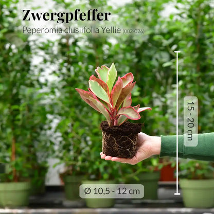 6er Pflanzenbox Cat Fun