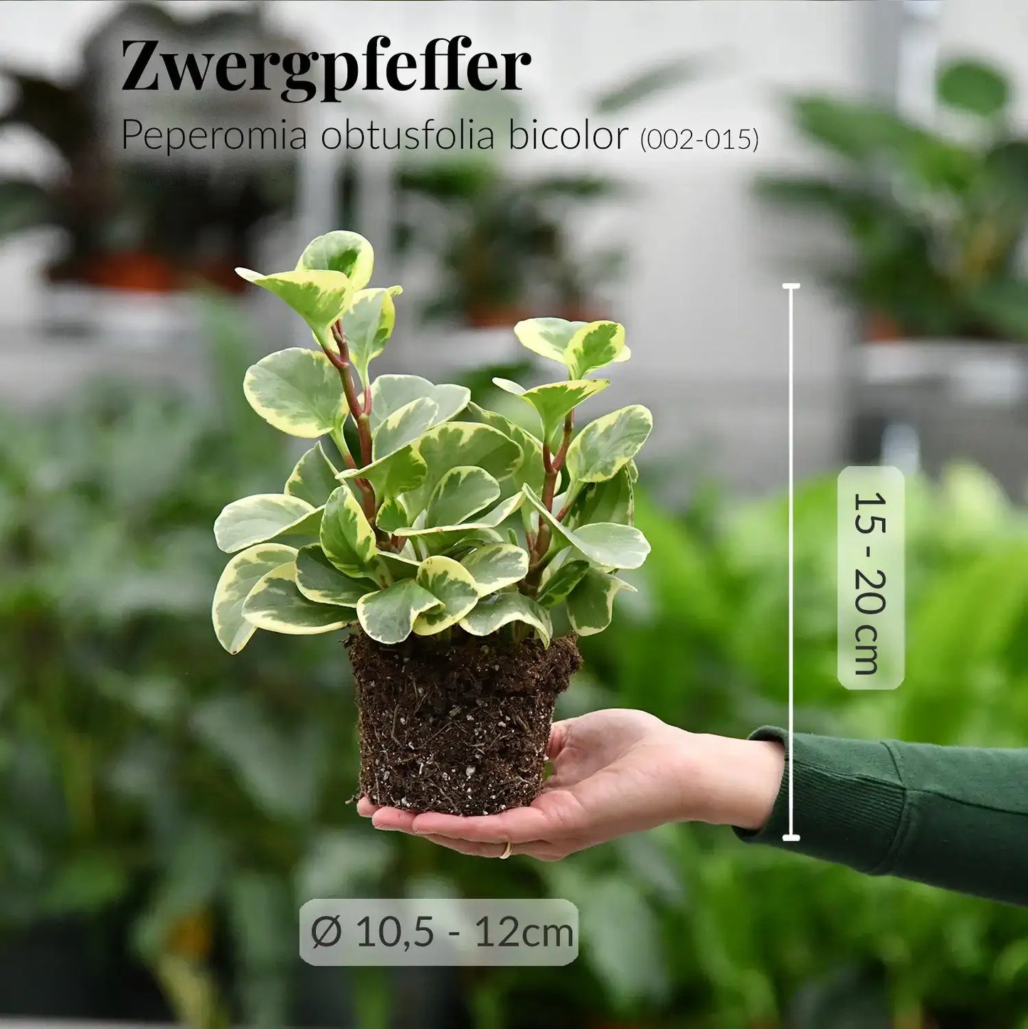 Mix & Match 6er Box Einsteiger Zimmerpflanzen