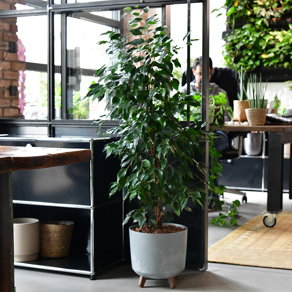 Übertopf für Büros in Betonoptik