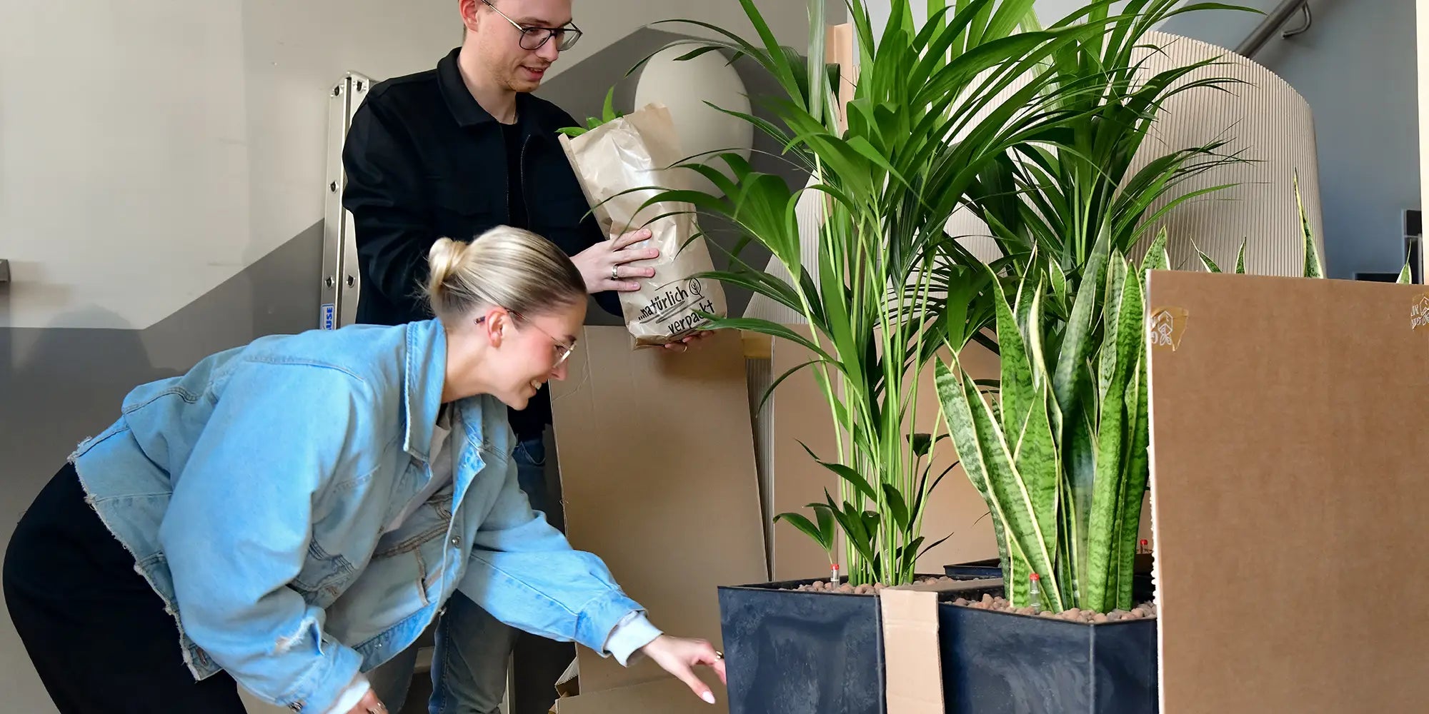 Büropflanzen in Hydrokultur auspacken von Lieferung