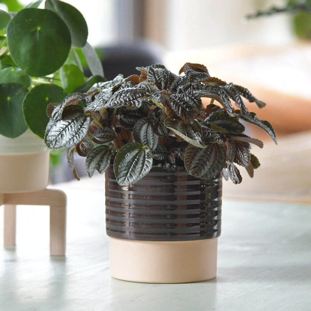 Silver Tree Pilea ungiftige Zimmerpflanze in passendem Keramik Übertopf