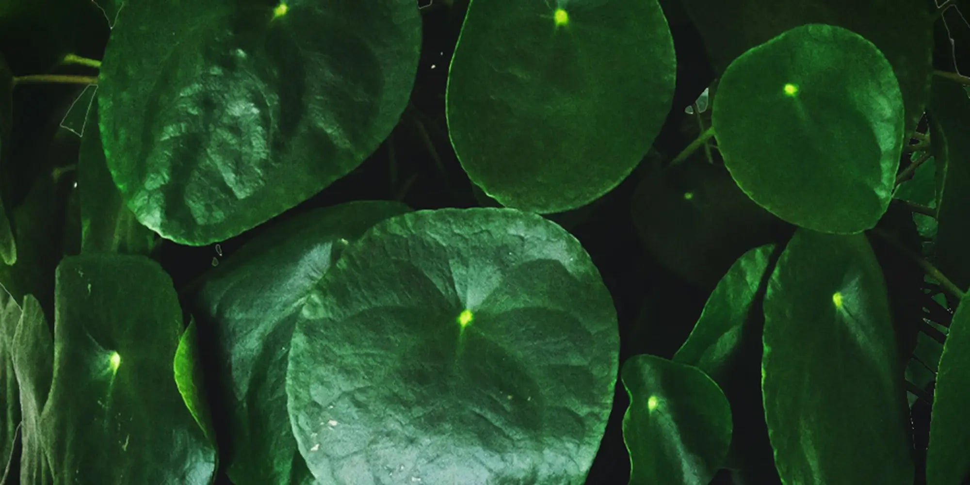 Pfannekuchenpflanze Pilea Ufopflanze grünes Blatt Zimmerpflanze