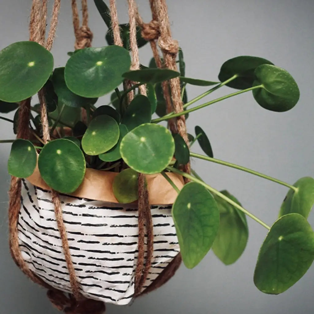 Pilea Ufopflanze in Sizo Bag hängende Makramee