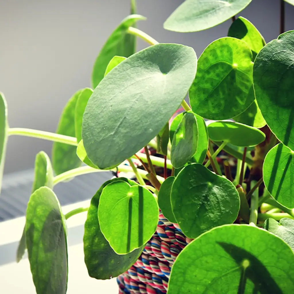 Blatt Goldtalerpflanze Pilea Ufopflanze