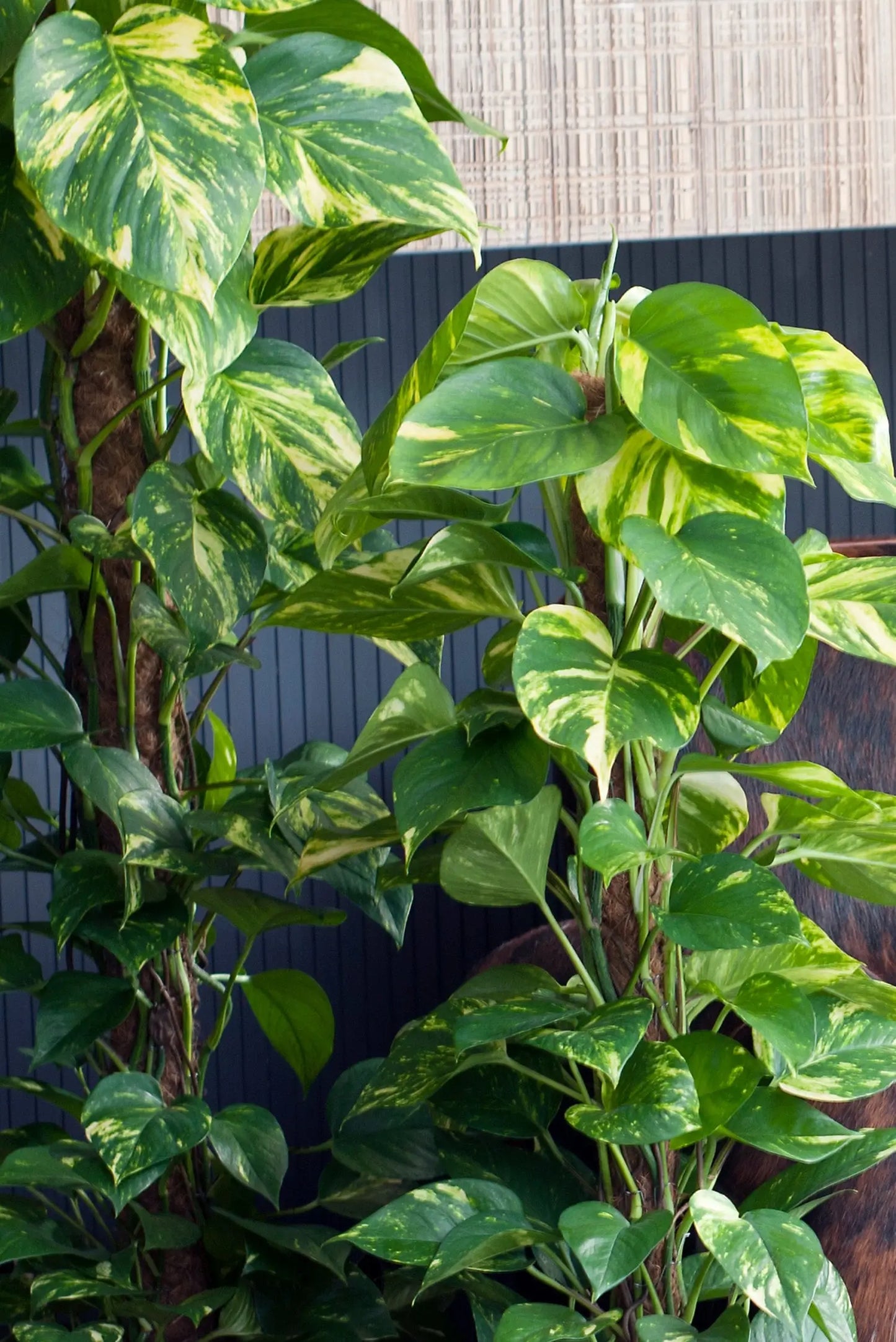 Blätter XXL Efeutute