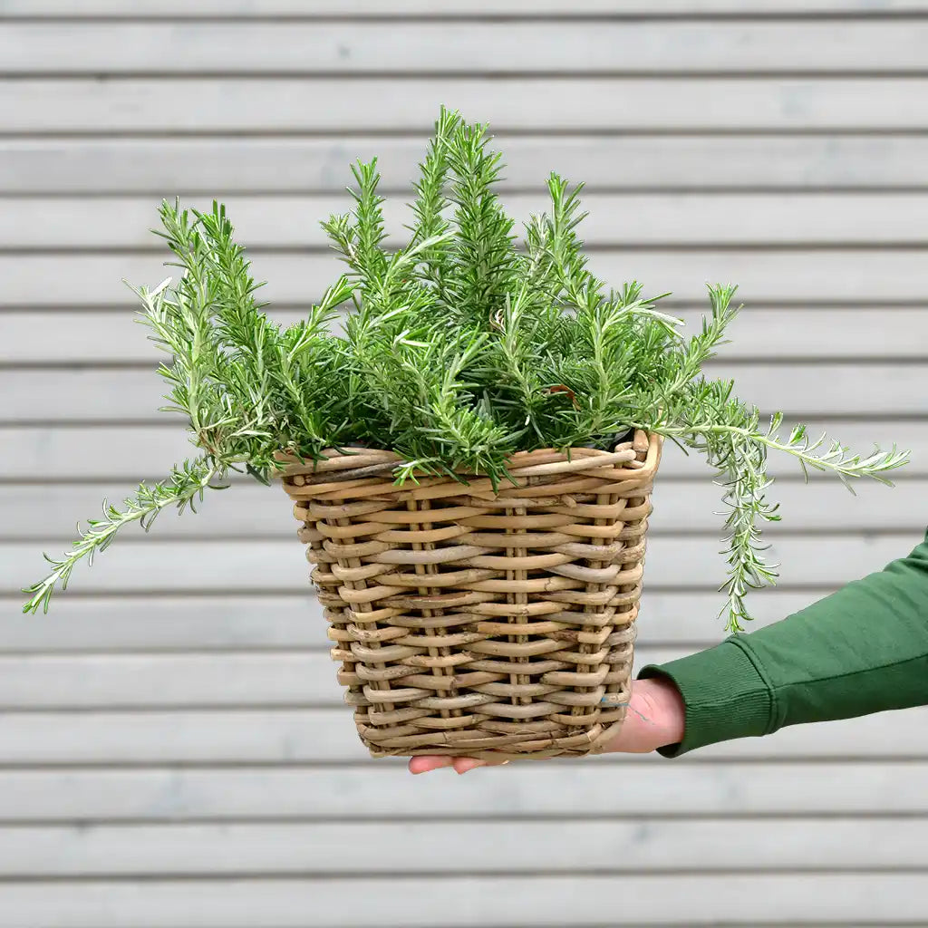 Rankender Rosmarin Busch