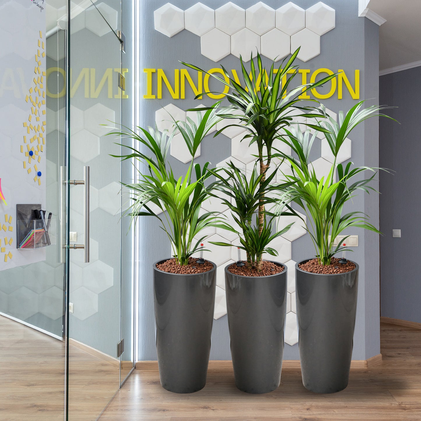 Palettenset 6XL Pflanzen Palmenfeeling - Hydrokultur Büropflanzen in hohen Vasen