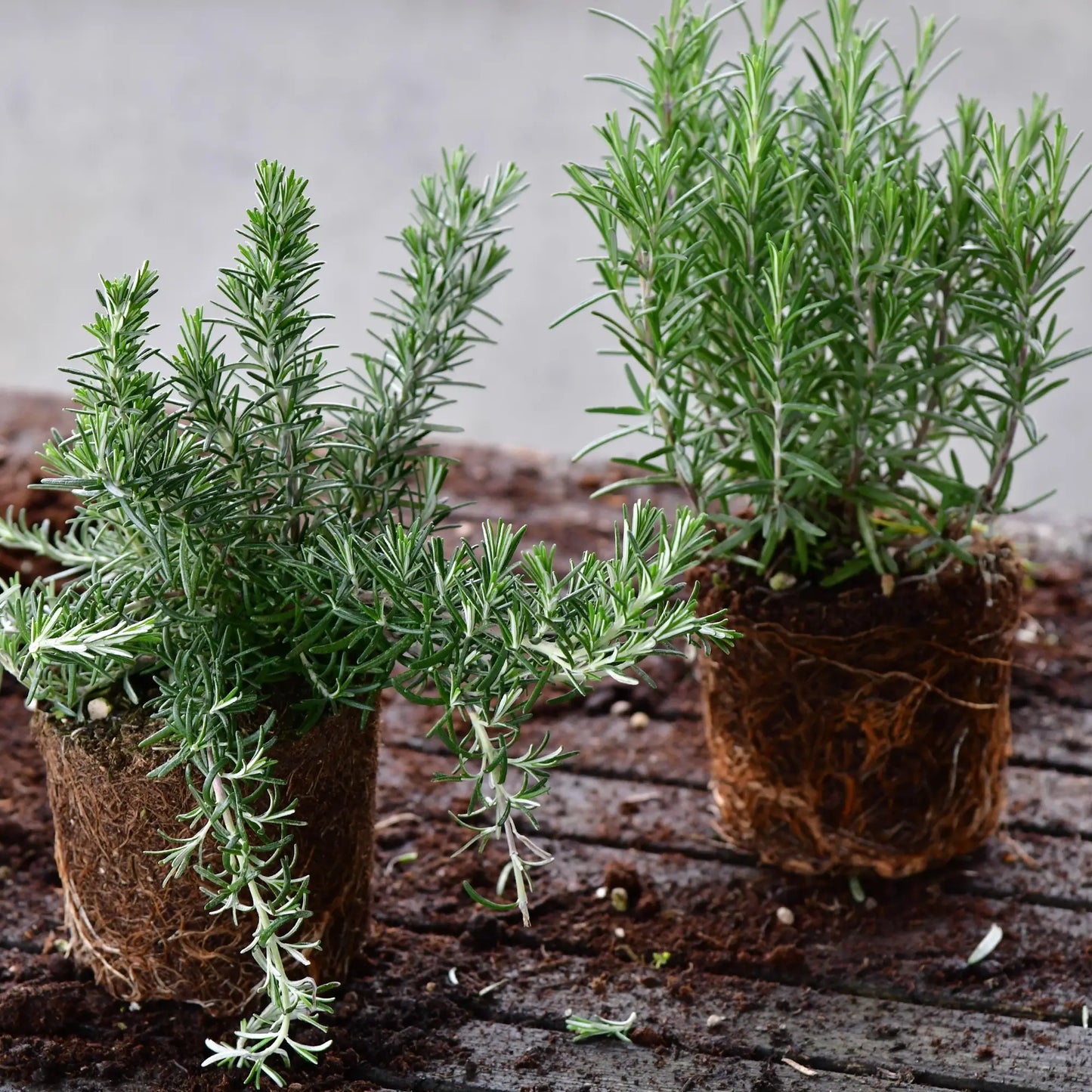 Rosmarin Pflanze mit Erdballen auf Tisch zum Einpflanzen für den Balkon