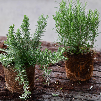 Rosmarin Pflanze mit Erdballen auf Tisch zum Einpflanzen für den Balkon