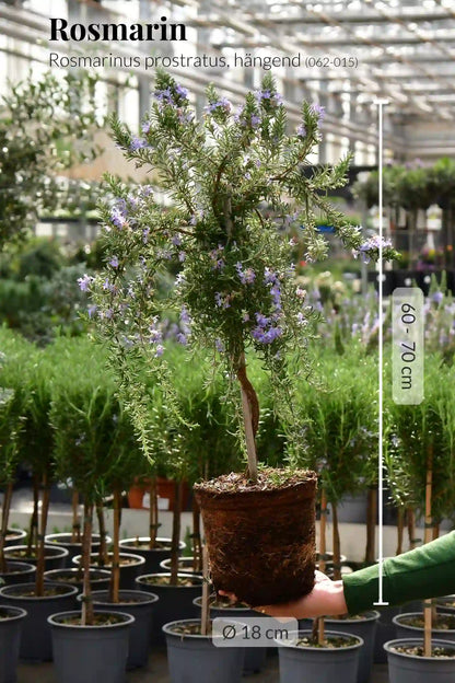 Blühendes Rosmarin Stämmchen